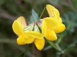   (Lotus corniculatus L.)