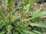   (Luzula pilosa (L.) Willd.)