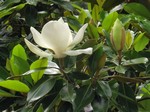   (Magnolia grandiflora L.)