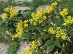 Магония падуболистная (Mahonia aquifolium (Pursh) Nutt.)