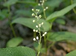   (Maianthemum bifolium (L.) F. W. Schmidt)