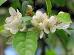 ������ ������� (Malus baccata (L.) Borkh.)