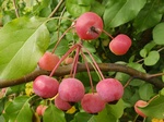   (Malus prunifolia (Willd.) Borkh.)