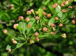 ������ �������� (Malus sargentii Rehder)