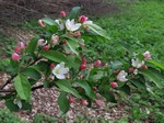 ������ ��������� (Malus x scheideckeri Spath ex Zabel)