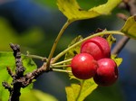 ������ ������������� (Malus spectabilis (Aiton) Borkh.)
