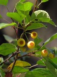 ������ �������� (Malus toringo (Siebold) Siebold ex de Vriese)