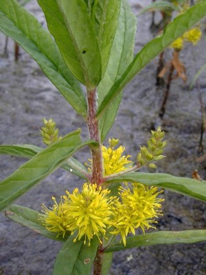Наумбургия кистецветная (Naumburgia thyrsiflora (L.) Rchb.)