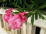  (Nerium oleander L.)