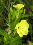   (Oenothera biennis L.)