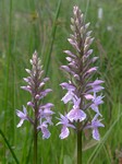   (Orchis maculata L.)