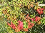Девичий виноград пятилисточковый (Parthenocissus quinquefolia (L.) Planch.)