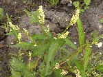   (Persicaria maculata (Raf.) A. Love & D. Love)