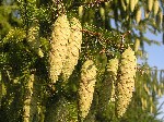 Ель обыкновенная (Picea abies (L.) Karst.)