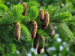 ��� ������� (Picea ajanensis Fisch. ex Carriere)