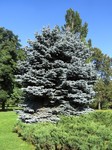    (Picea pungens f. glauca Beissn.)