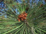  (Pinus pallasiana D. Don)