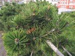 Сосна низкая (Pinus pumila (Pall.) Regel)