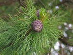   (Pinus sibirica Du Tour)