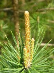   (Pinus sylvestris L.)