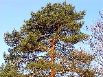   (Pinus sylvestris L.)