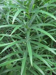   (Polygonatum stenophyllum Maxim.)