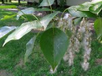 Тополь черный (Populus nigra L.)