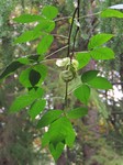   (Ptelea trifoliata L.)