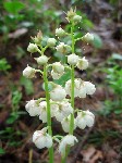   (Pyrola rotundifolia L.)