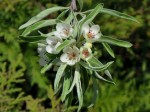   (Pyrus salicifolia Pall.)