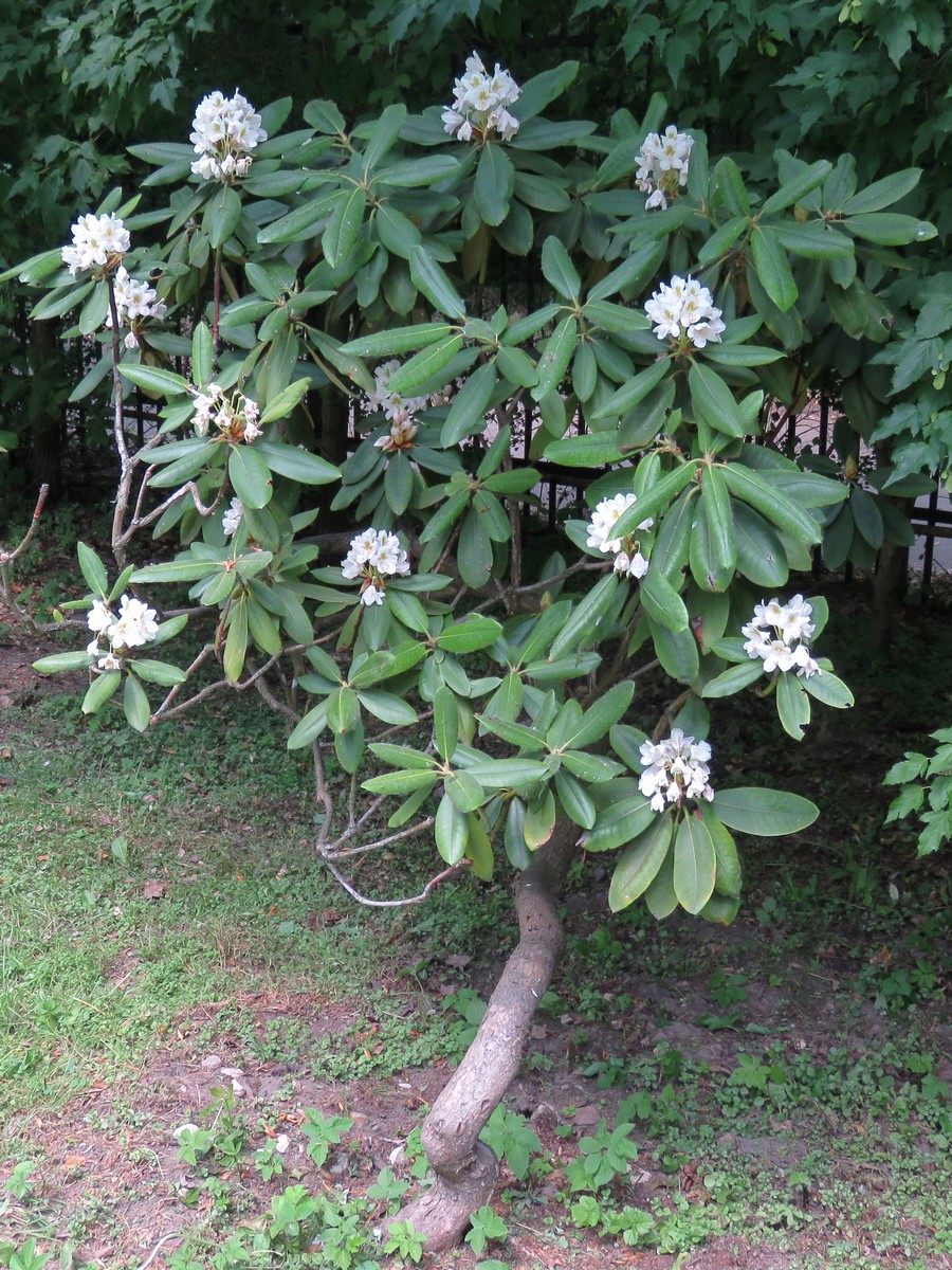   (Rhododendron brachycarpum D. Don ex G. Don)