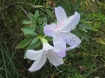   (Rhododendron x hybridum hort)