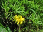   (Rhododendron luteum Sweet)