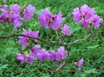   (Rhododendron mucronulatum Turcz.)
