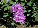   (Rhododendron ponticum L.)