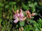   (Rhododendron schlippenbachii Maxim.)