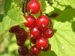 Смородина красная (Ribes rubrum L.)