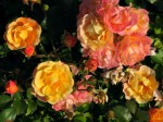 Роза (Rosa sp.)