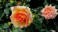 Роза (Rosa sp.)
