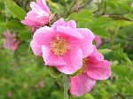 Роза коричная, майская (Rosa cinnamomea L.)