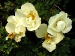   (Rosa pimpinellifolia L.)