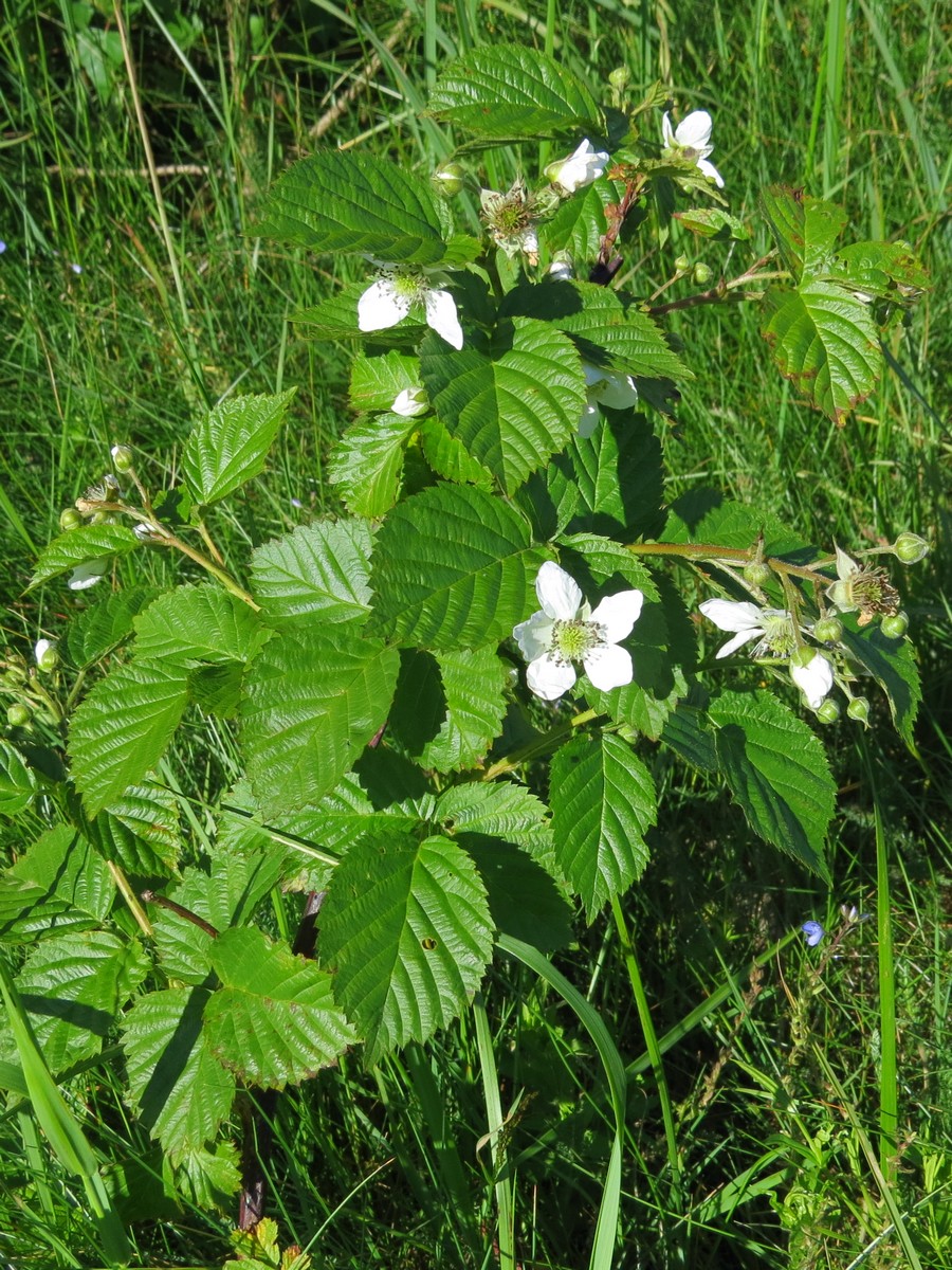 Ежевика сизая (Rubus caesius L.)