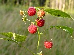   (Rubus idaeus L. )
