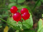   (Rubus saxatilis L.)