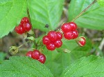   (Rubus saxatilis L.)