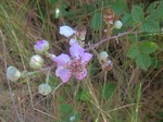 Ежевика вязолистная (Rubus ulmifolius Schott)