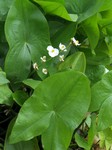   (Sagittaria latifolia Willd.)