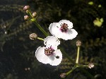   (Sagittaria sagittifolia L.)