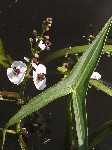   (Sagittaria sagittifolia L.)