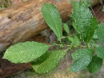   (Salix aurita L.)